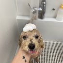 내 강아지 미용실 이미지
