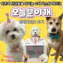 오늘뿐이개 네이버블로그
