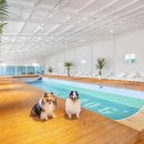 밸런스독 애견펜션 이미지