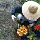 반시홍시 이미지