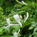 인동 /인동덩굴(Lonicera japonica)/금은화의 효능2 이미지