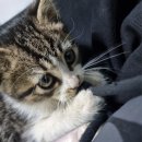 365일카센타 이미지