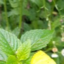 엄광산임도 이미지