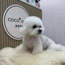 코코애견 | 대구 이시아폴리스 가위컷 전문 예약제 애견미용 ‘코코마리’ 이용 후기 🛁