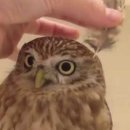 부엉이 농장 이미지