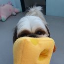 마이펫 강아지유치원 이미지