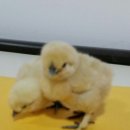 백봉닭농장 이미지