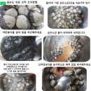 [토요일도착] 최상급 생굴- 횟감 김장 요리, 이미지