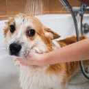 셀프 강아지 목욕탕 이미지