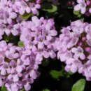 옹기사랑 꽃사랑 이미지