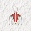 목뒤 어깨통증– 승모근과 견갑거근이 보내는 신체의 경고 이미지