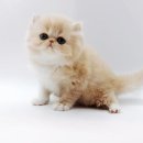 고양이분양 제나캣 화명점 | 고양이분양 제나캣 화명점, 함께할 사랑스러운 고양이를 찾아요! 🐾