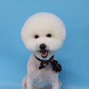 레몬이네 그루밍샵 이미지