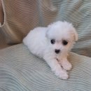 도그마루 강아지고양이 일산점 | [도그마루 강아지고양이 일산점] 일산강아지분양, 믿을 수 있는 반려동물 상담