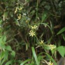 약초와산이야기 이미지