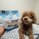 수덴탈 | 강아지덴탈껌 강아지치석껌으로 망고 입냄새까지 케어한 후기