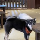 시바나라 | 유후인 시바견 카페 마메시바 입장료 주의사항 후기