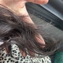고양이 미용실 방울선생 | 용인처인구 미용실 [바비드헤어] 레이어드 펌 잘하는 곳 솔직후기💇‍♀️