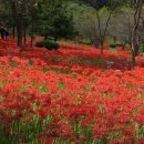 불갑사관광지 이미지