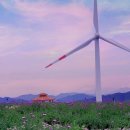 신원면-37 | 거창 관광지 감악산 꽃, 별 찾아 떠난 가을 여행 코스 9월 10월은 감악산 아스타 국화꽃 축제 감국과...