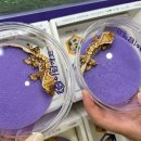 이담펫 | 2025 9월 애니멀포럼 후기 / 푸드코트 / 주차정보/ 전체적 후기