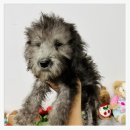 컴투펫 위탁보호센터 인천점 이미지