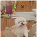 맘스펫 다산애견미용 호텔 분양 | 소형견 맞춤 호텔링을 찾으신다면? 남양주애견호텔 맘스펫 다산애견미용 호텔 가위컷