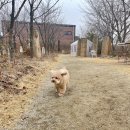 봄가을 애견미용 이미지