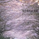 제주대학교 사라캠퍼스 | 제주 대학교 벚꽃 실시간 현황