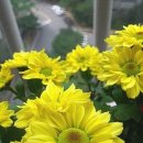 동의보감떡