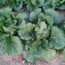 (유)신동회관 이미지