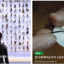 코리아 승마