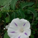 밀키웨이 이미지