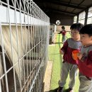 🐑동물농장🐏귀여운 동물들아 우리가 갈게~! 동물농장으로 출발!! - 먹이주기(2) 이미지