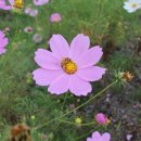 북천꽃단지 이미지