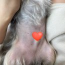 미니스톱 부산수영점 | 수영구애견미용 '쁘띠몽펫샵‘ 위생미용후기