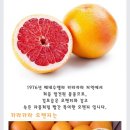 카라카라 Daum카페