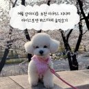 지지미 | 여름 강아지옷 추천 아워스 지지미 아이스포켓 뷔스티에 솔직후기