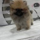 강남펫스타일 이미지