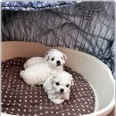 미니퍼피 이미지