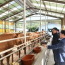 평창영월정선축협 임계생축장 이미지