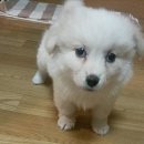 나눔애 | 직접 양봉한 잡꿀 나눔애정 (From.셀레네)