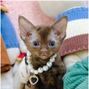 부산고양이분양 퍼스트캣 부산점 | 고양이입양의 시작 퍼스트캣 부산점에서 특별한 경험