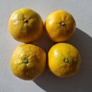 세일약품 | [네이버스토어] 타이벡귤 추천, 노지감귤, 귤세일중, 귤껍질차까지