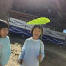 10. 15 텃밭 - 토란 수확, 토란잎 우산 놀이 이미지