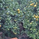 은비치농장 이미지