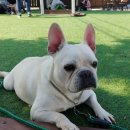 도그피아 애견 훈련 학교 이미지