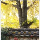 보령-웅천-152 | 성흥사 늦가을풍경과 보호수 느티나무