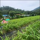 긴뿌리농장 이미지