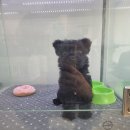 빼로독 강아지분양 의정부본점 이미지